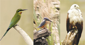 Vedaranyam - A Bird Watchers’ Paradise