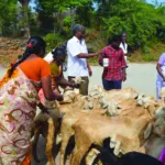 Veterinary camps