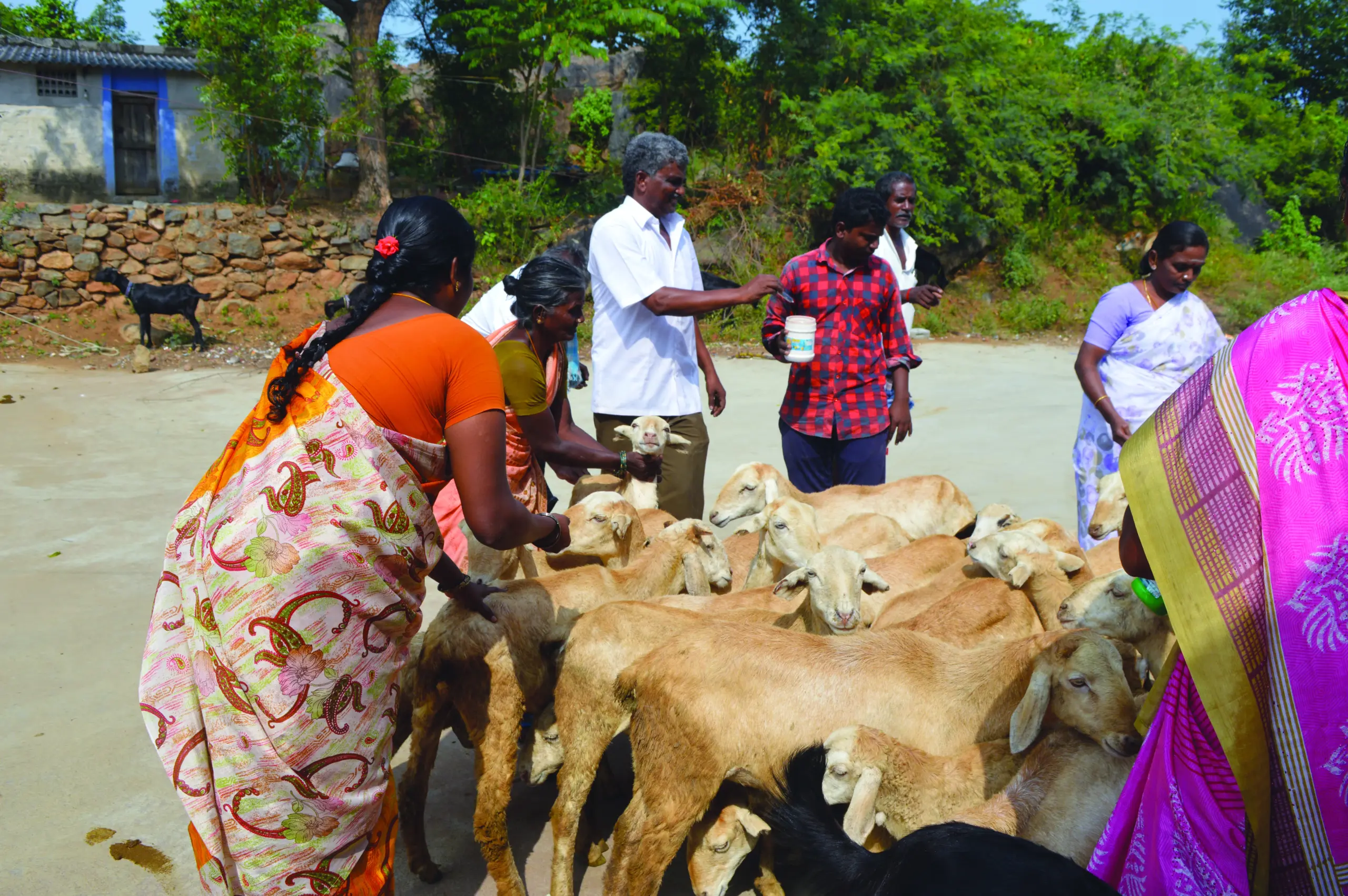 Veterinary camps
